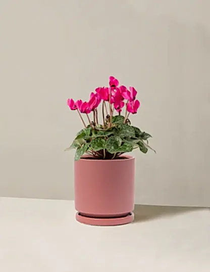 Cyclamen