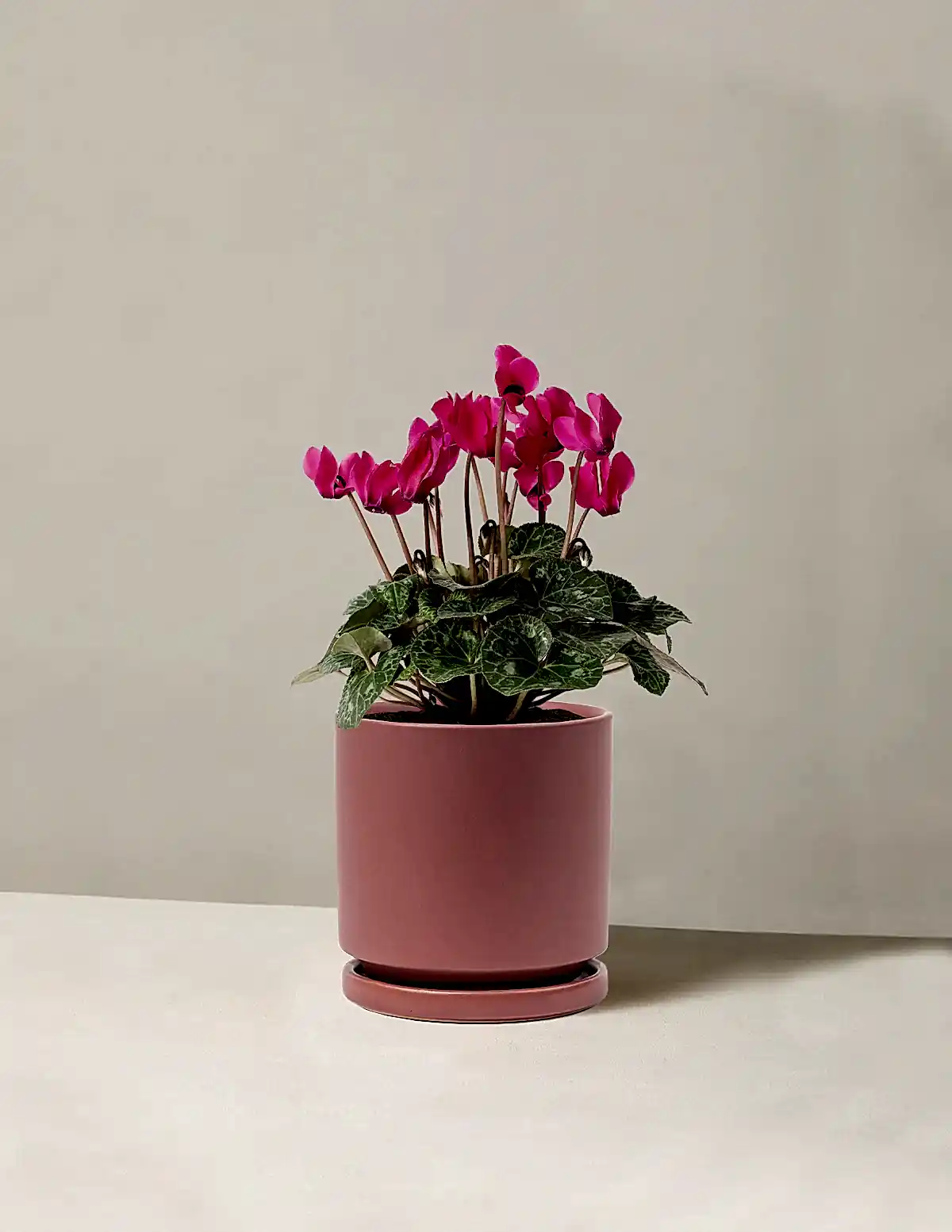 Cyclamen