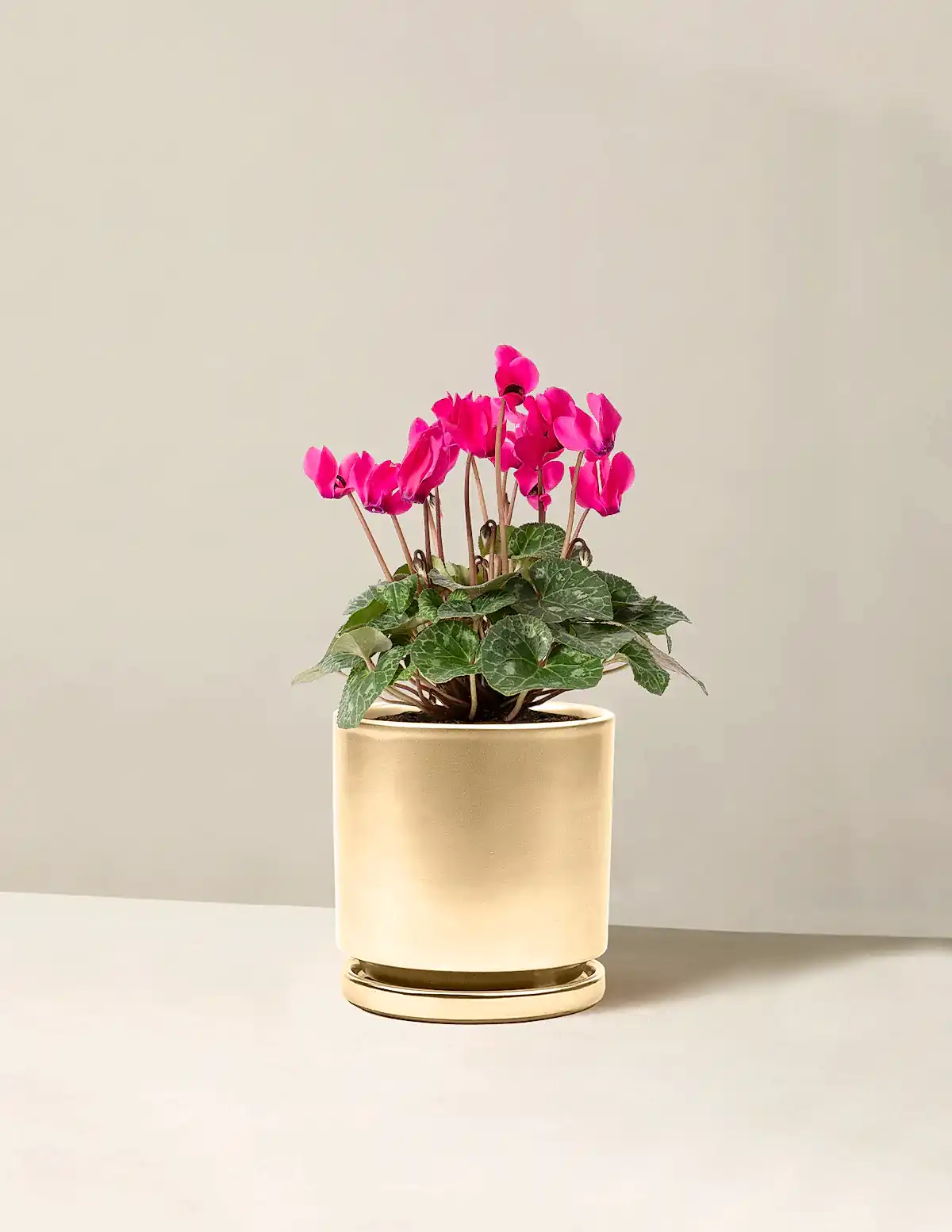 Cyclamen