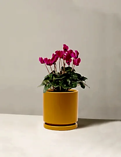Cyclamen