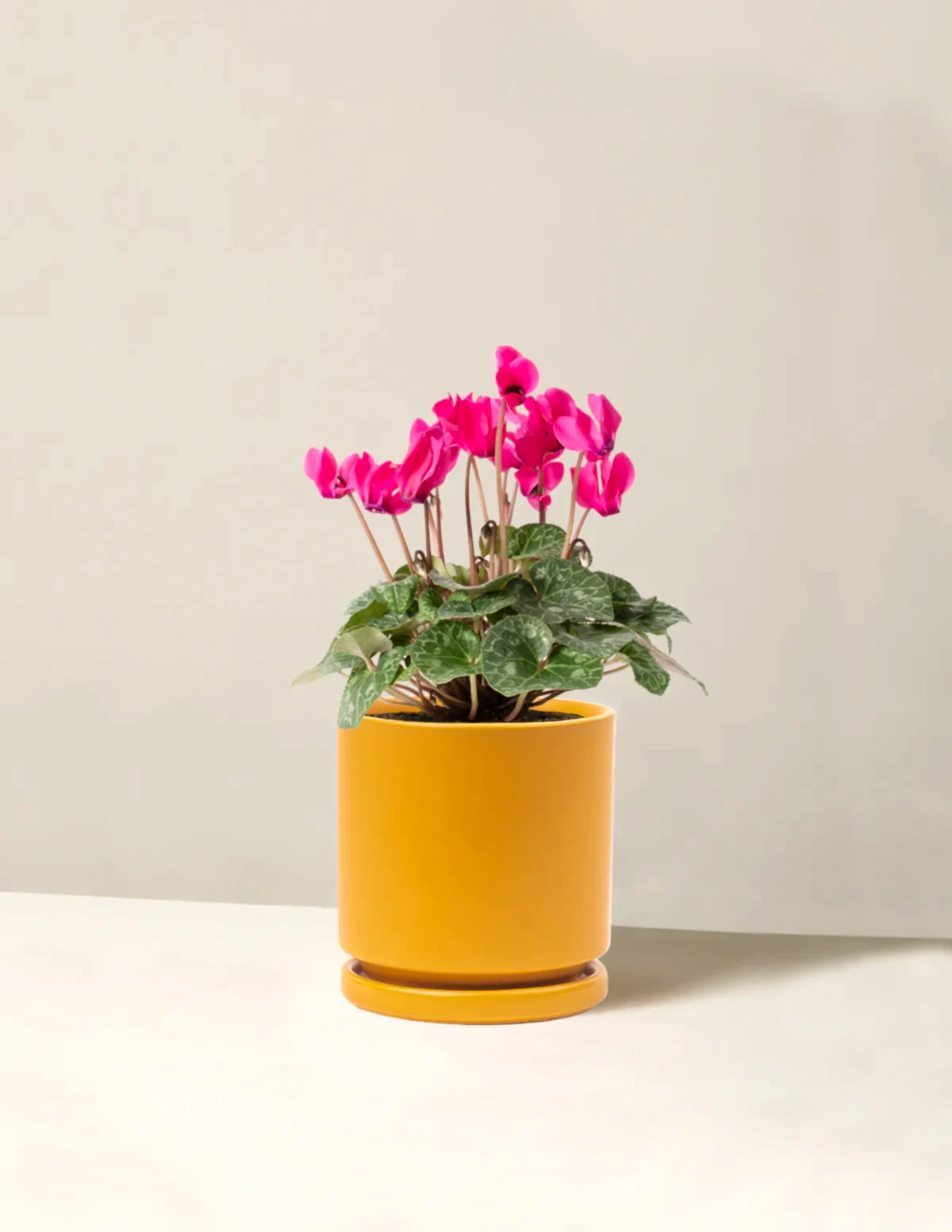 Cyclamen