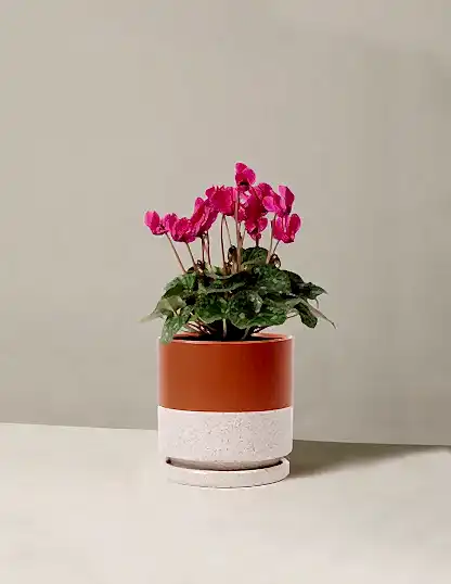 Cyclamen
