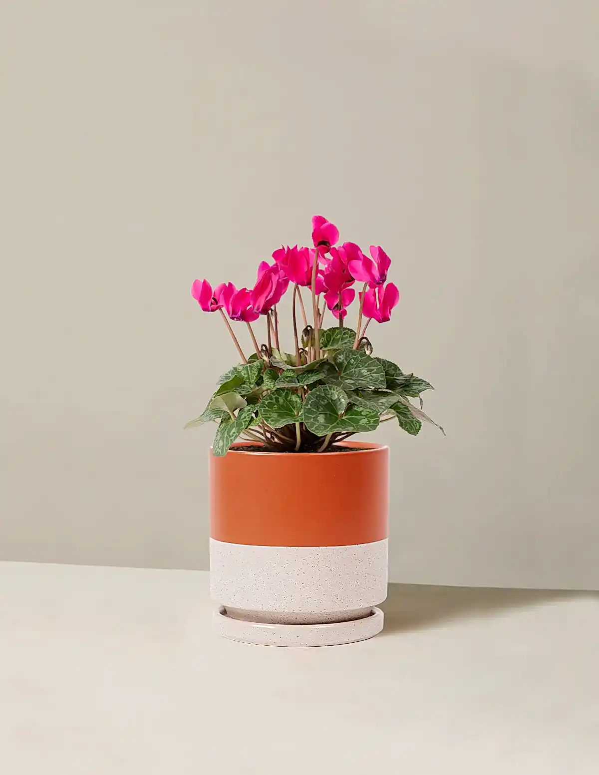 Cyclamen