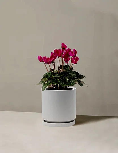 Cyclamen