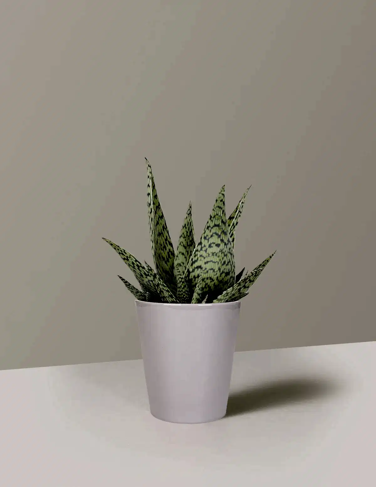 Aloe 'Delta Lights'