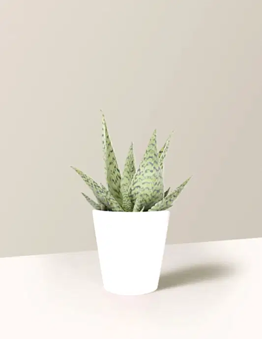 Aloe 'Delta Lights'