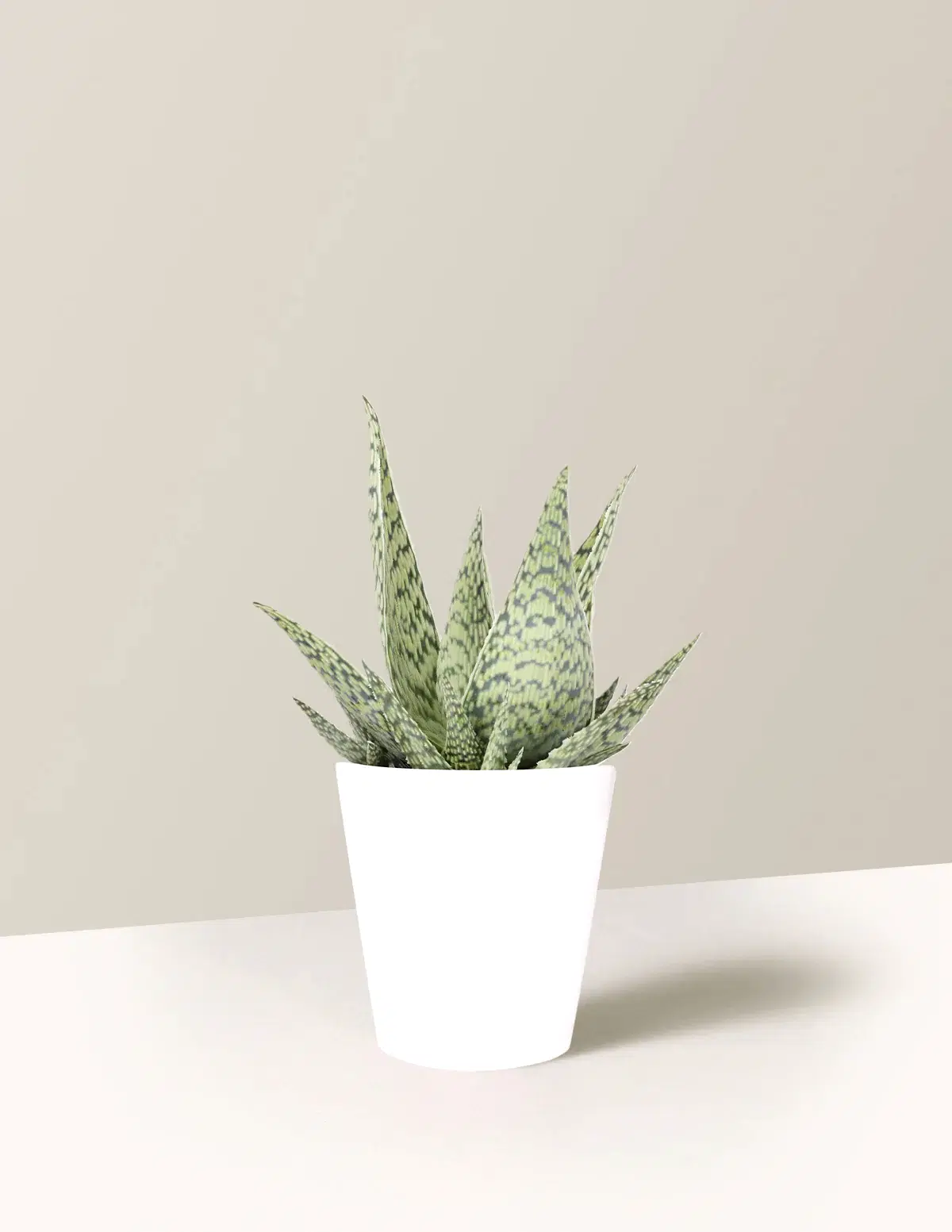 Aloe 'Delta Lights'