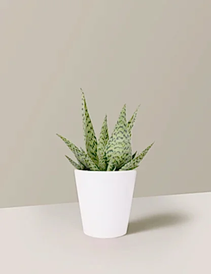 Aloe 'Delta Lights'