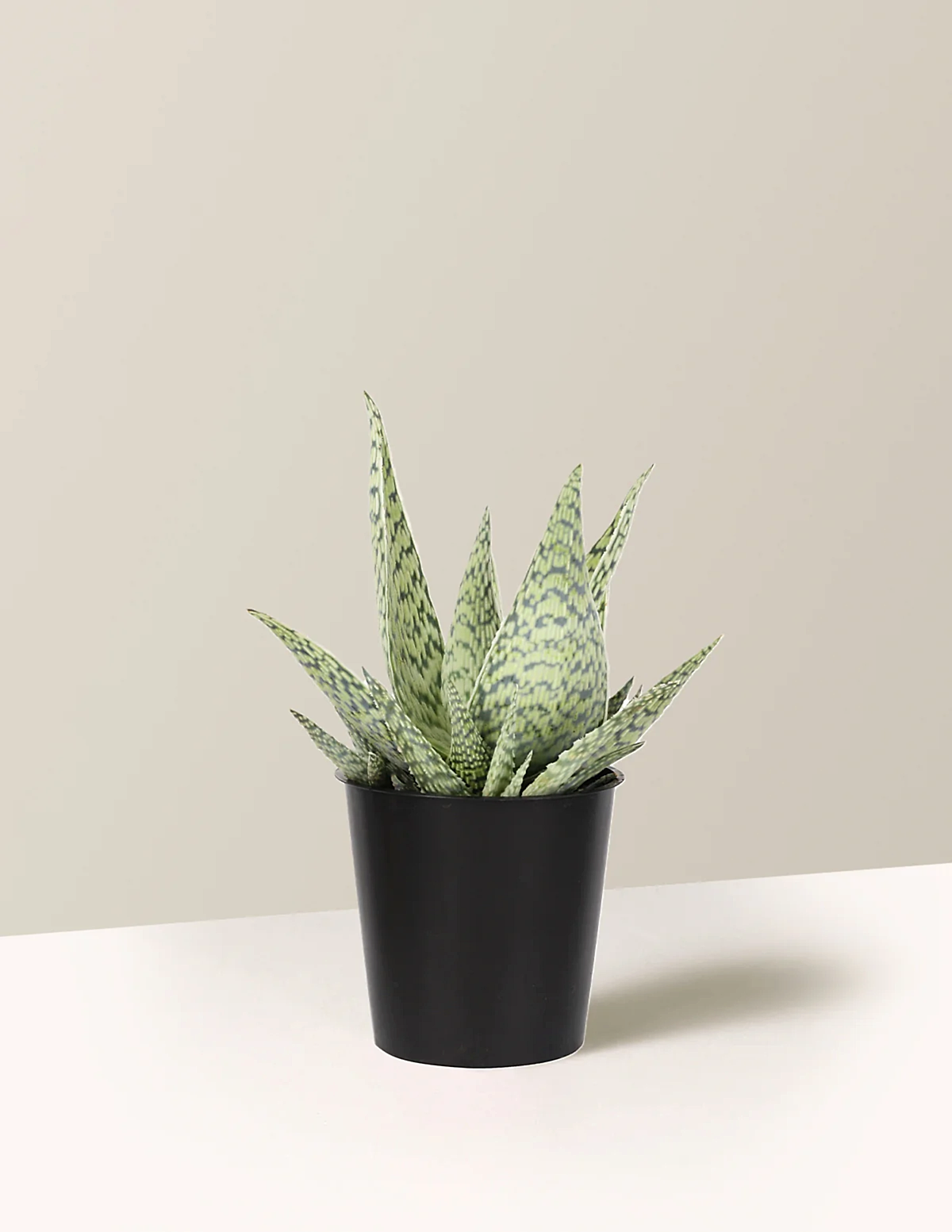 Aloe 'Delta Lights'