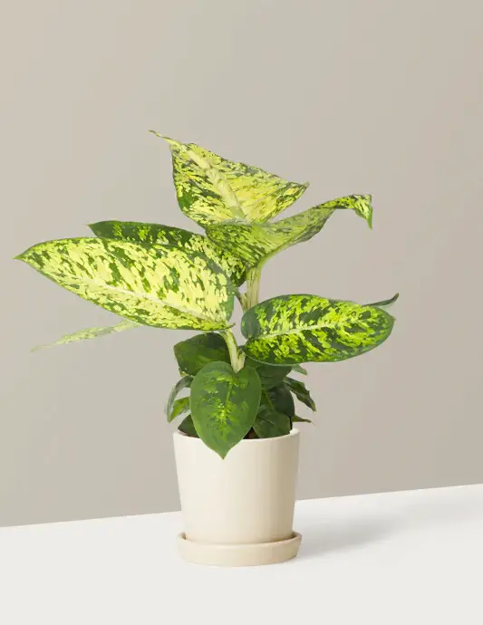 Dieffenbachia Sublime