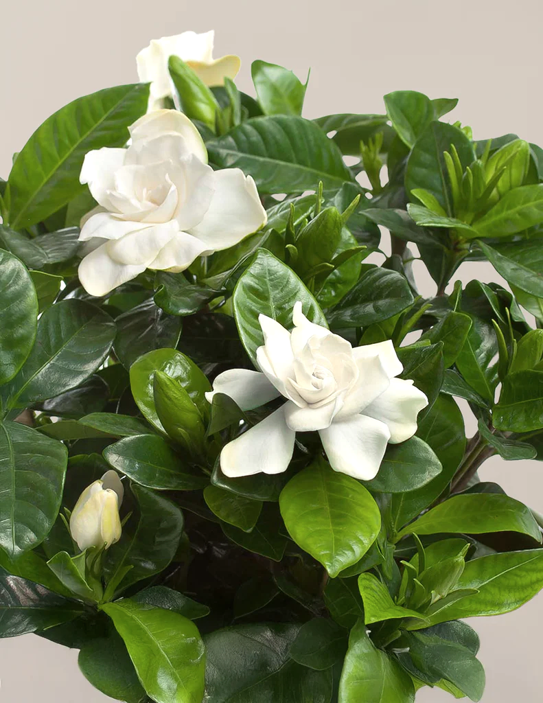 Gardenia Bush