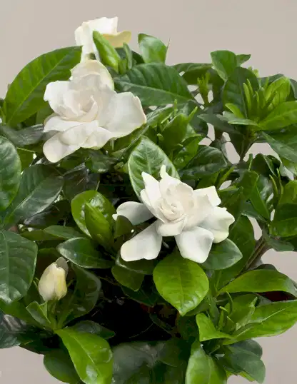 Gardenia Bush