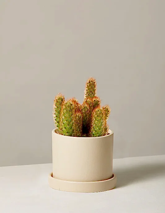 Ladyfinger Cactus