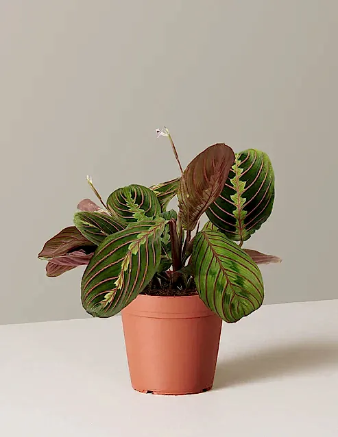 Maranta Red