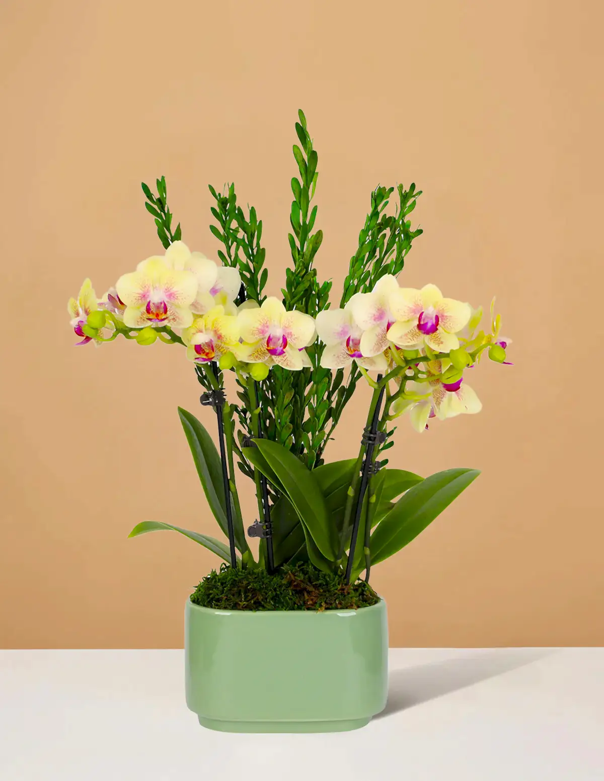 Small Double Orchid