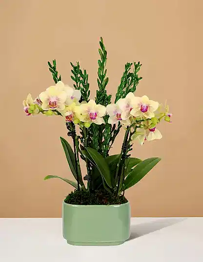 Small Double Orchid