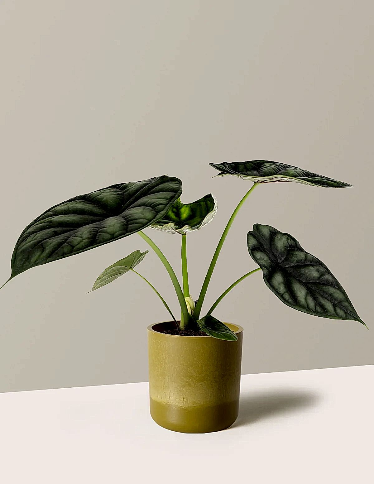 Alocasia Dragon Scale