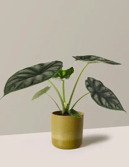 Alocasia Dragon Scale