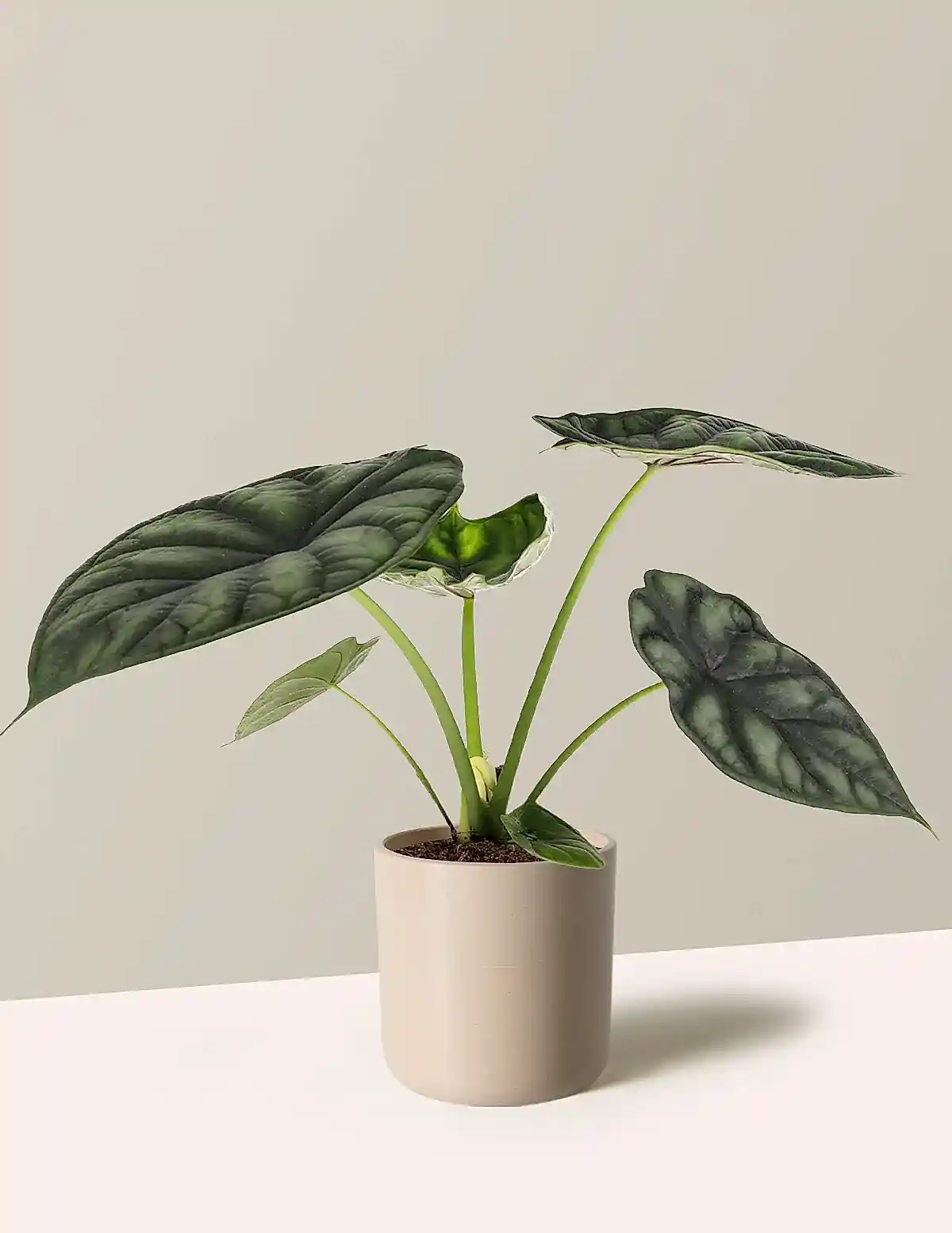 Alocasia Dragon Scale