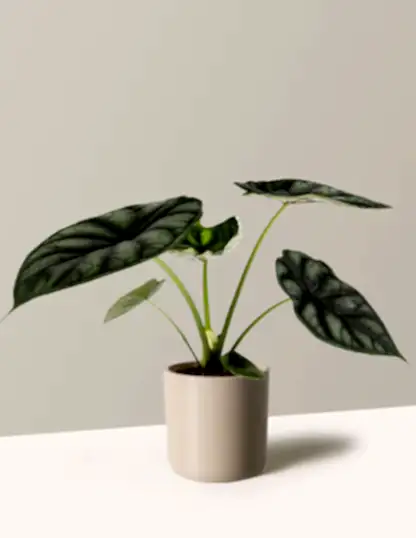 Alocasia Dragon Scale