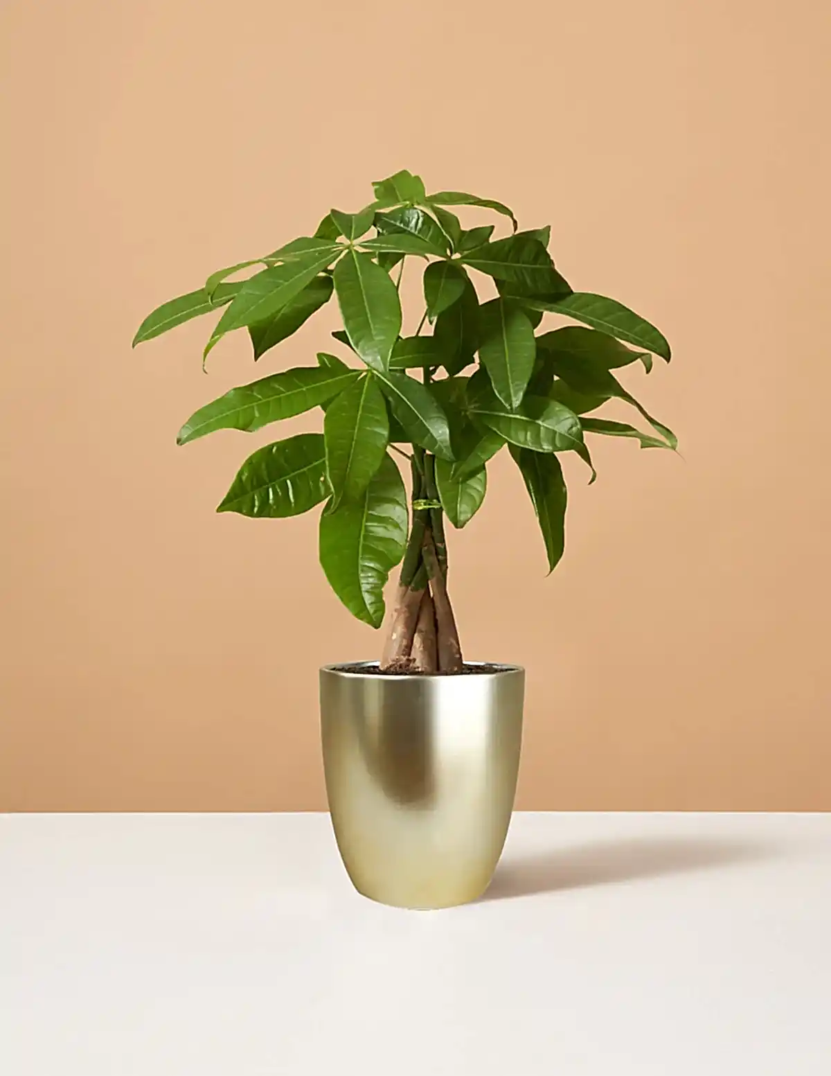 Money Tree Plant
