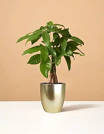 Money Tree Plant
