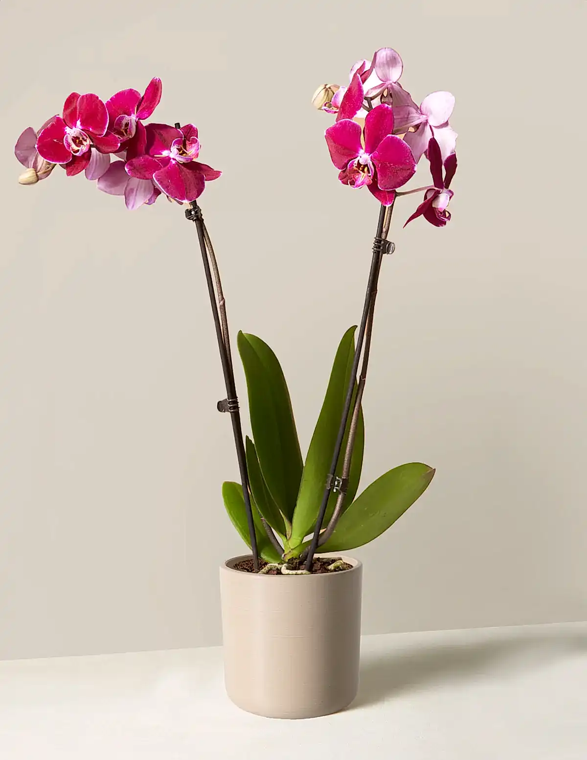 Dark Purple Orchid