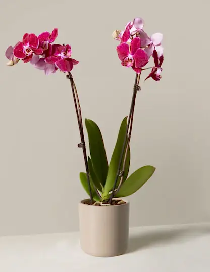 Dark Purple Orchid