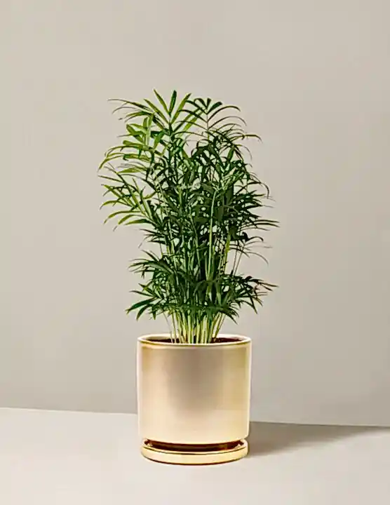 Parlor Palm