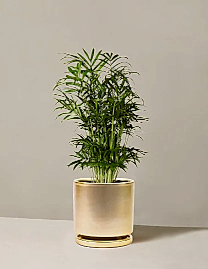 Parlor Palm