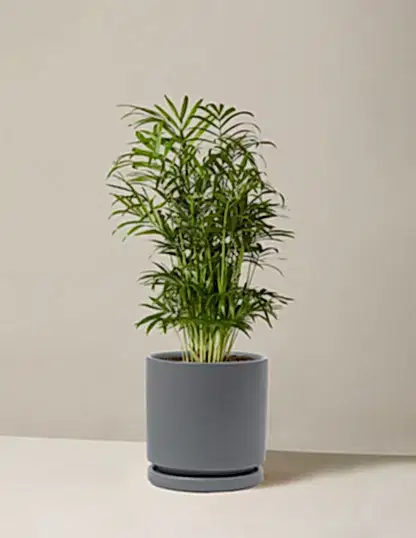 Parlor Palm