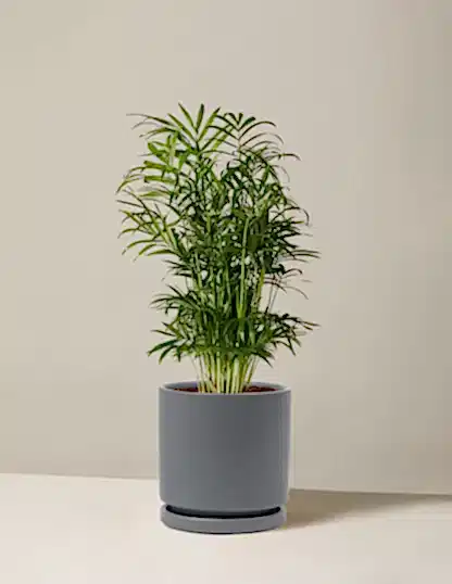 Parlor Palm