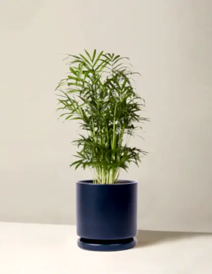 Parlor Palm
