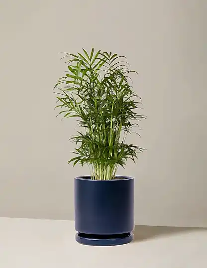 Parlor Palm