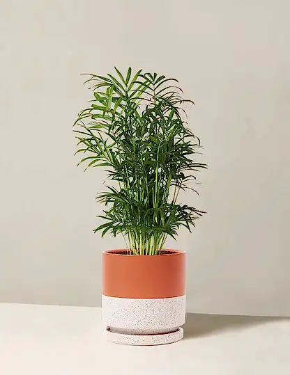 Parlor Palm