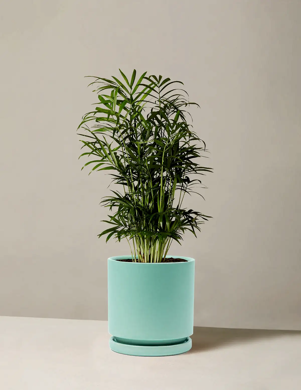 Parlor Palm