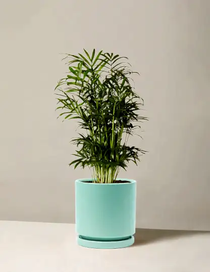 Parlor Palm