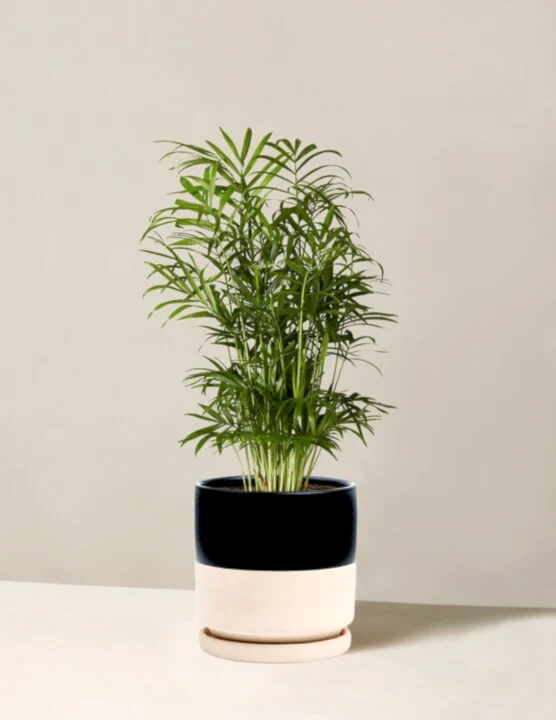 Parlor Palm