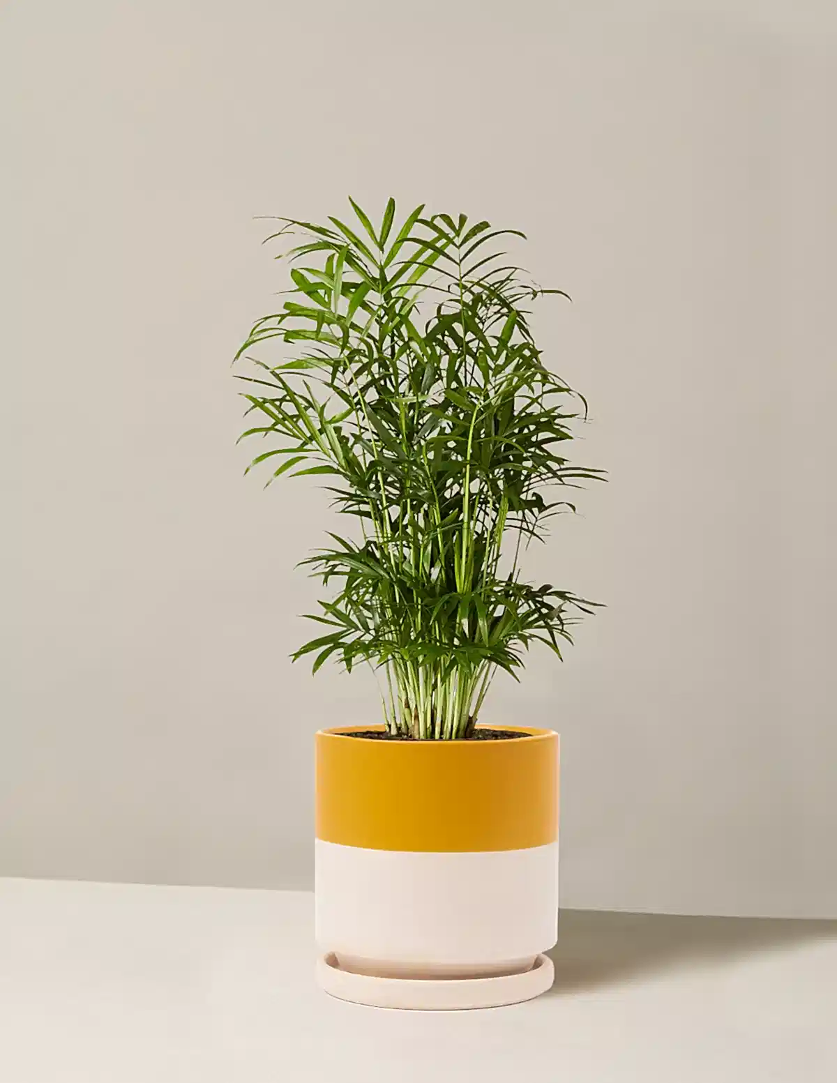 Parlor Palm