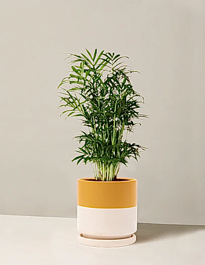 Parlor Palm