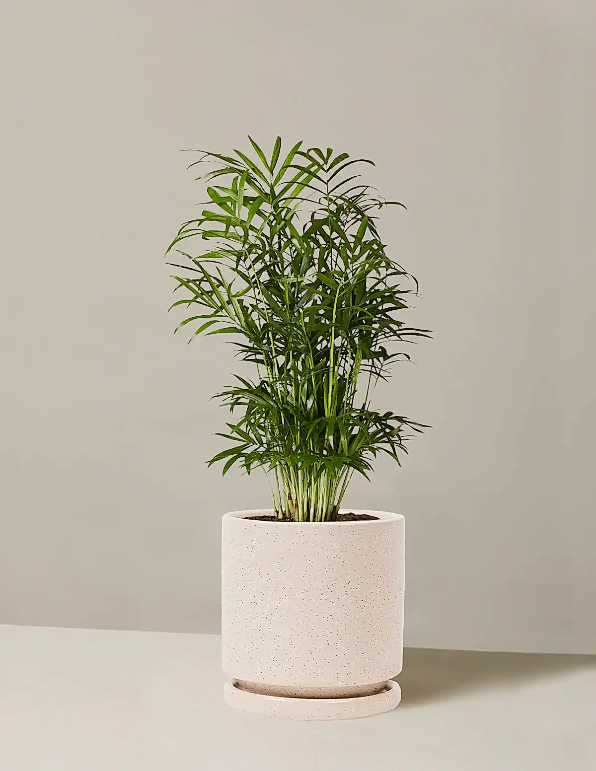 Parlor Palm