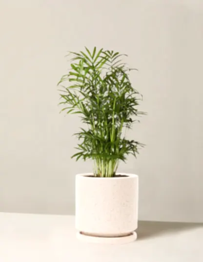 Parlor Palm