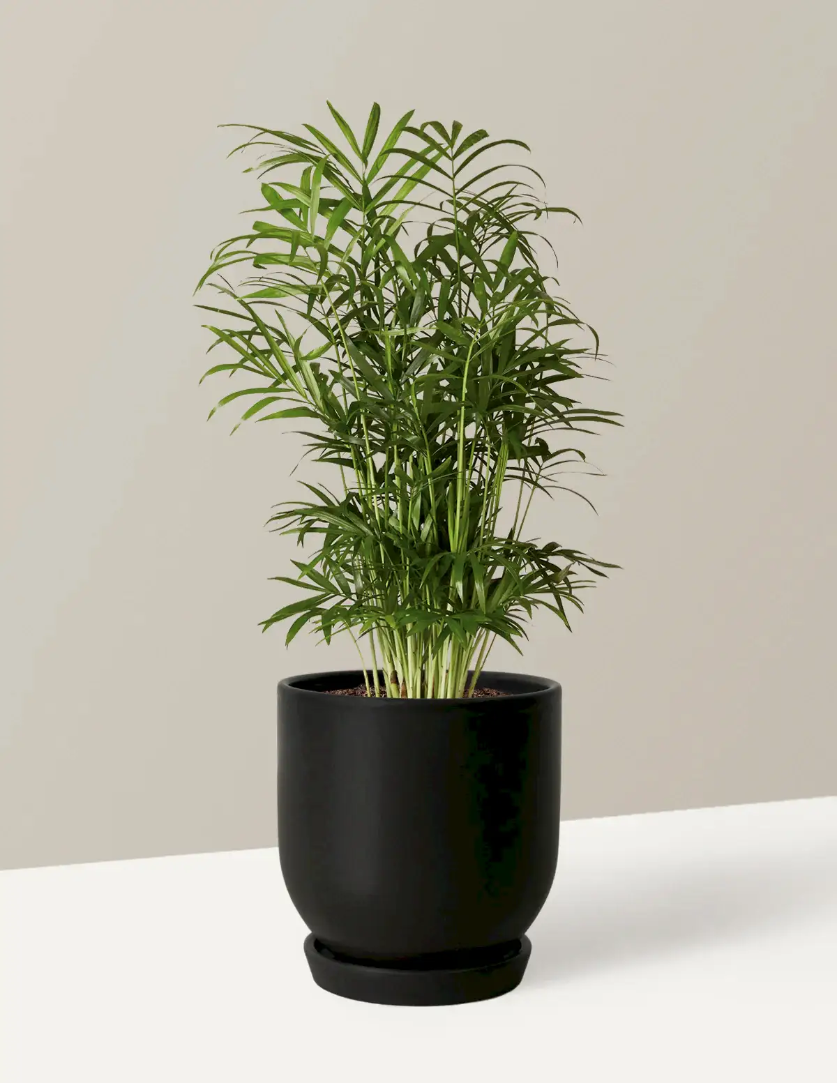 Parlor Palm