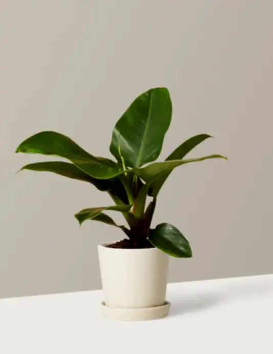 Philodendron Imperial Green