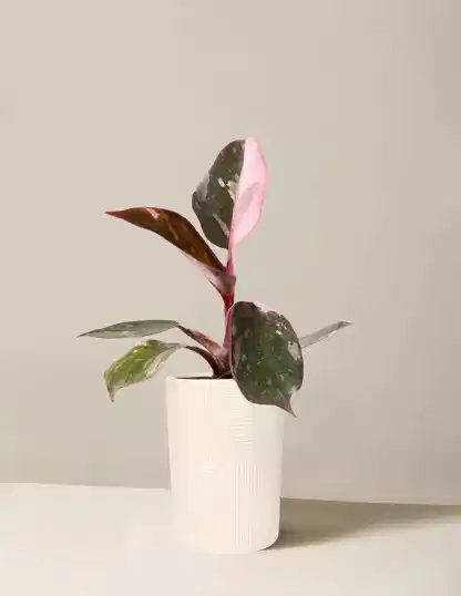 Philodendron Pink Princess