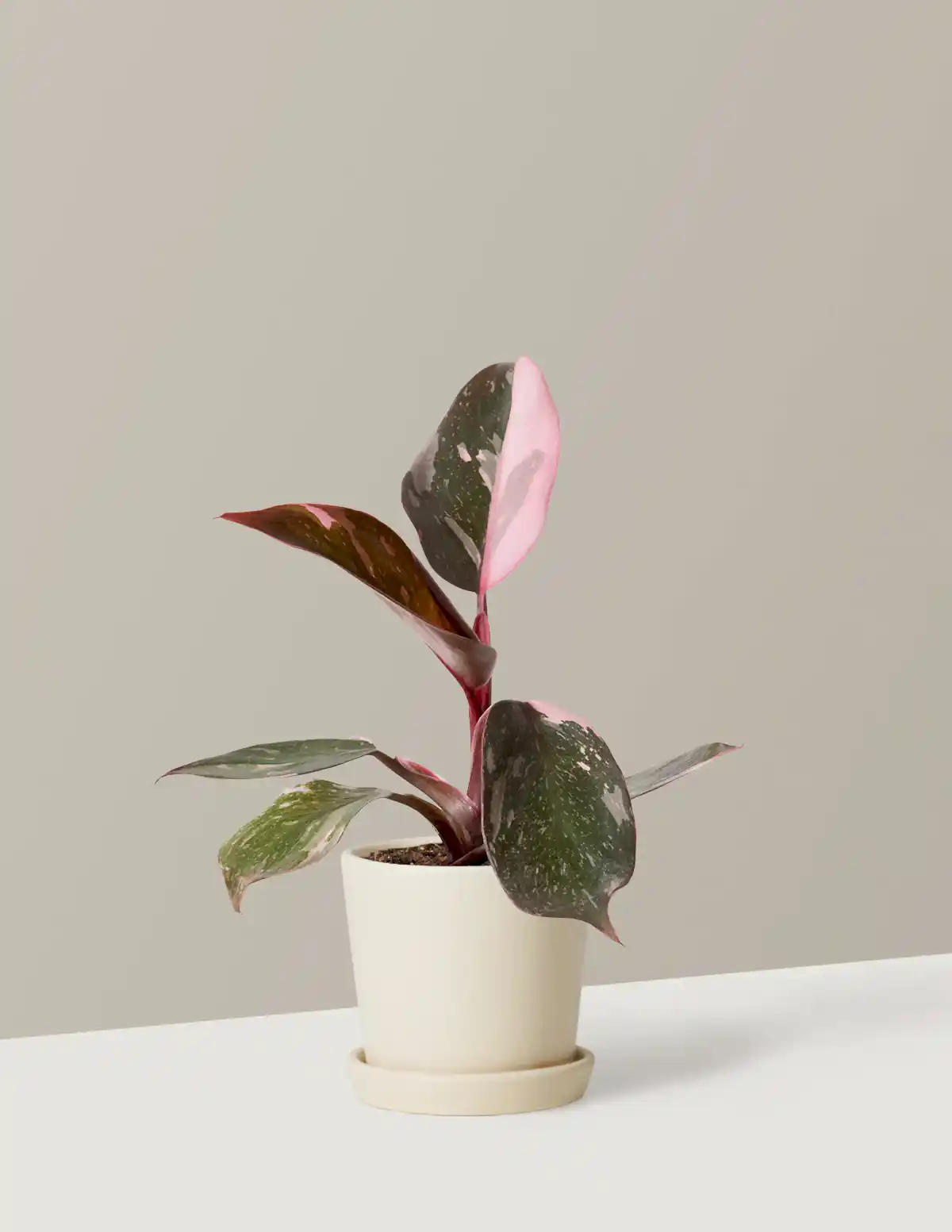 Philodendron Pink Princess