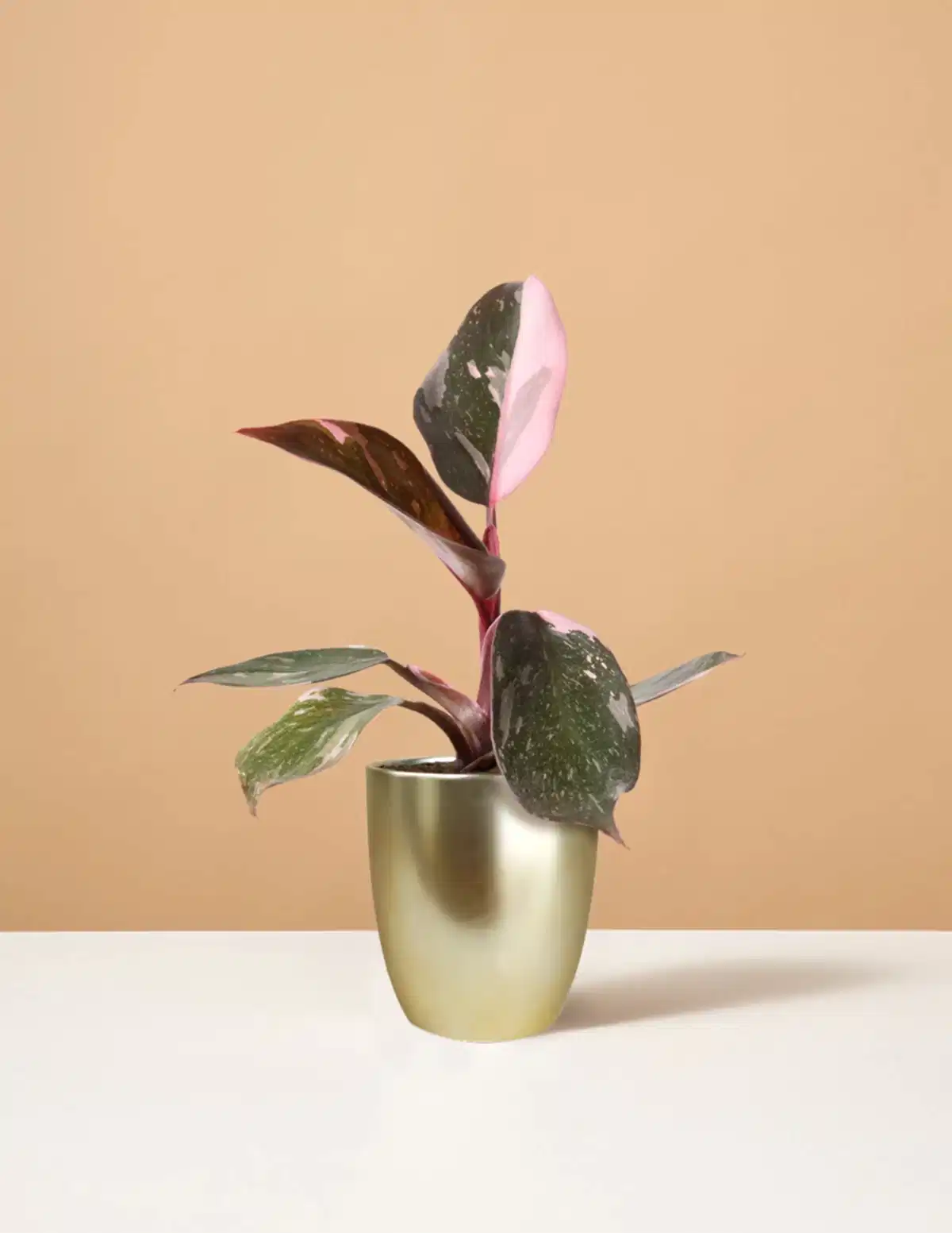 Philodendron Pink Princess