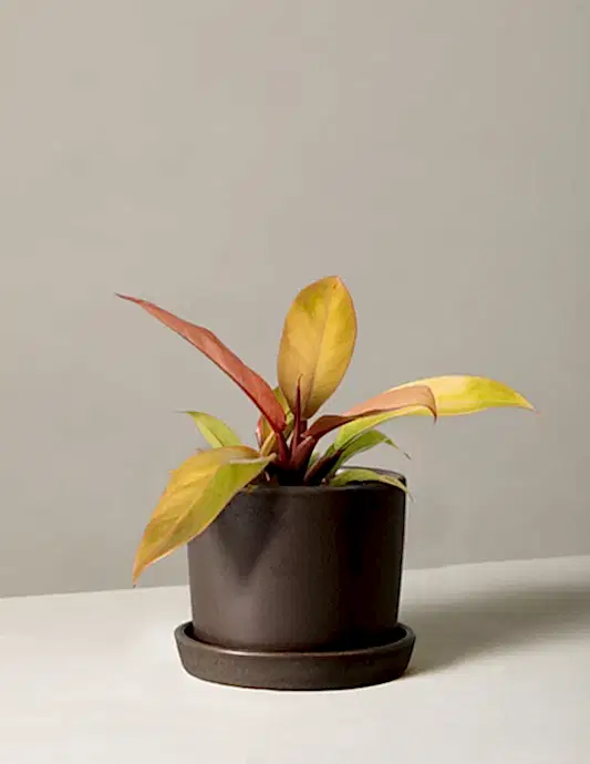 Philodendron Prince of Orange