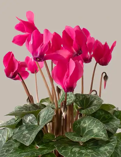 Cyclamen