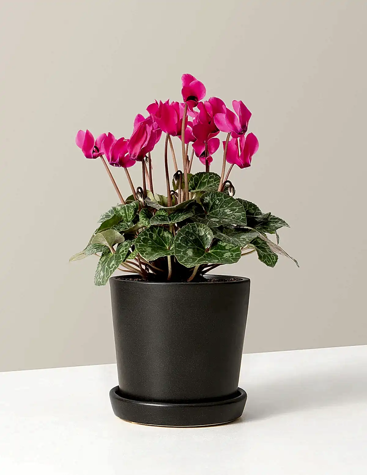 Cyclamen